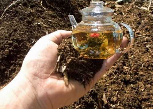 Ускорение роста и развития растений с помощью компостного чая