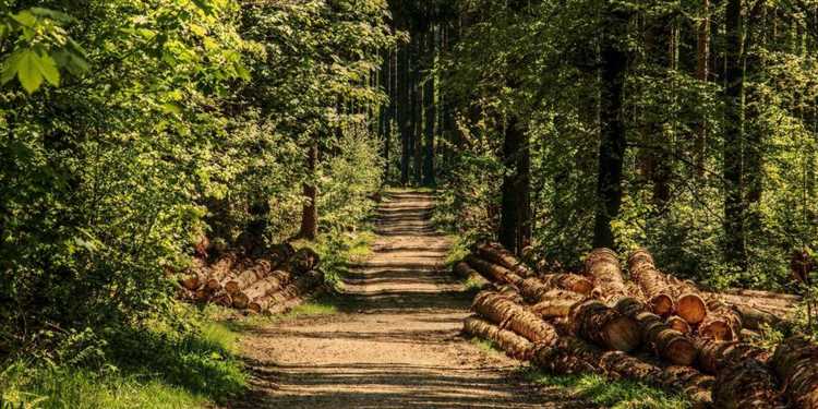Методы устойчивого лесного хозяйства