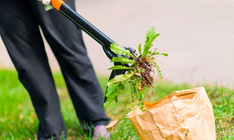 Методы сорнякового подавления в садоводстве