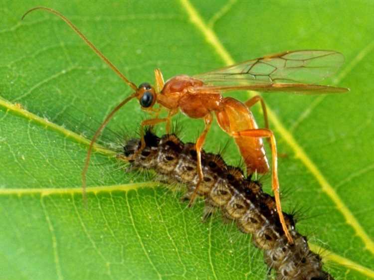 Биологический метод защиты от вредных насекомых