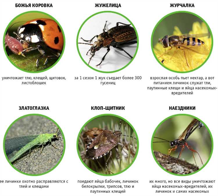 Использование полезных насекомых в естественном земледелии.