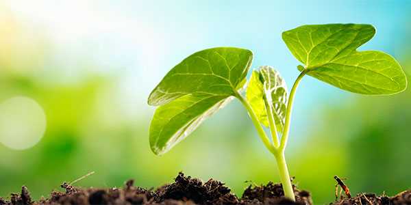 Основные принципы удобрений для повышения урожайности