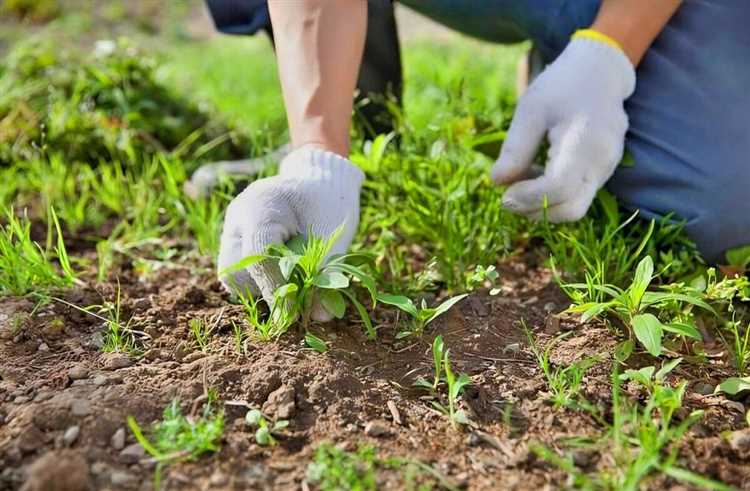 Влияние органических поправок на почву