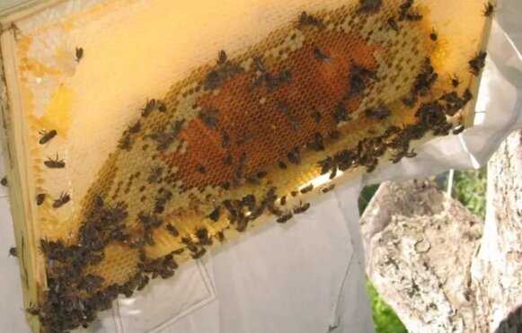 Развитие пчеловодства на протяжении веков