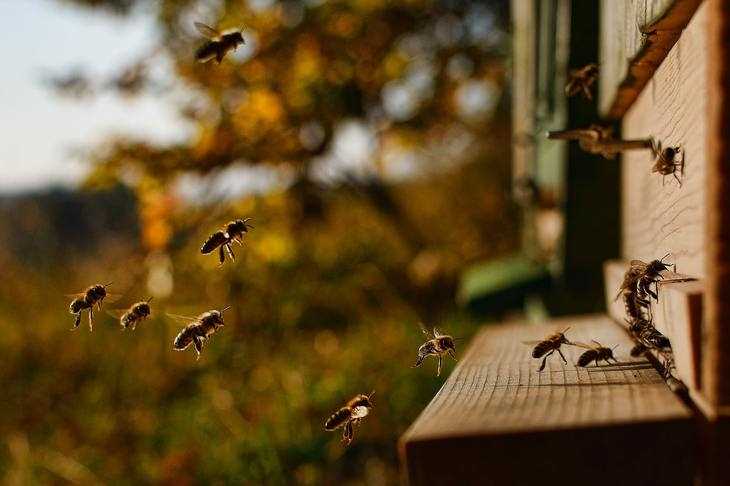 Пчеловодство и натуральное земледелие.