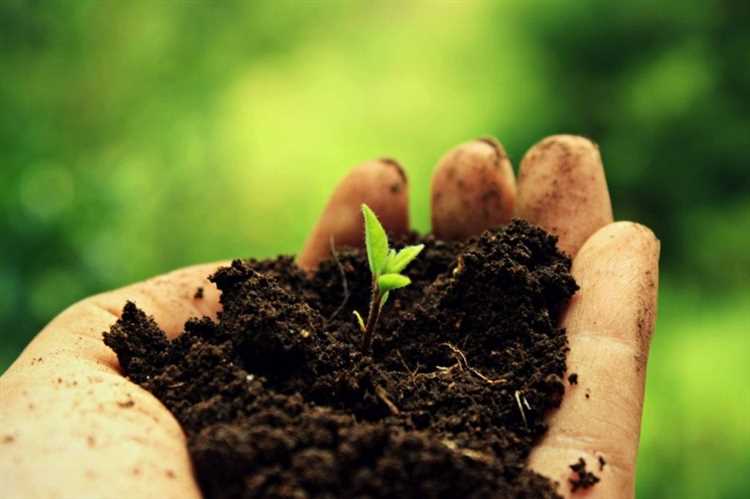 Поддержание здоровья почвы в системах естественного земледелия