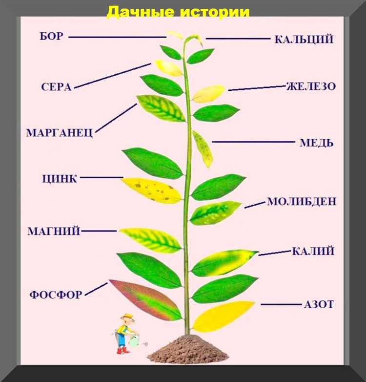 Причины дефицита питательных веществ в растениях