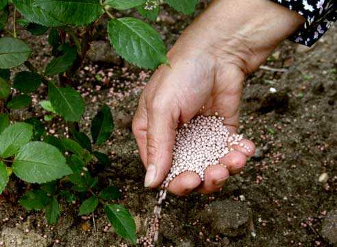 Как правильно использовать натуральные удобрения для улучшения почвы