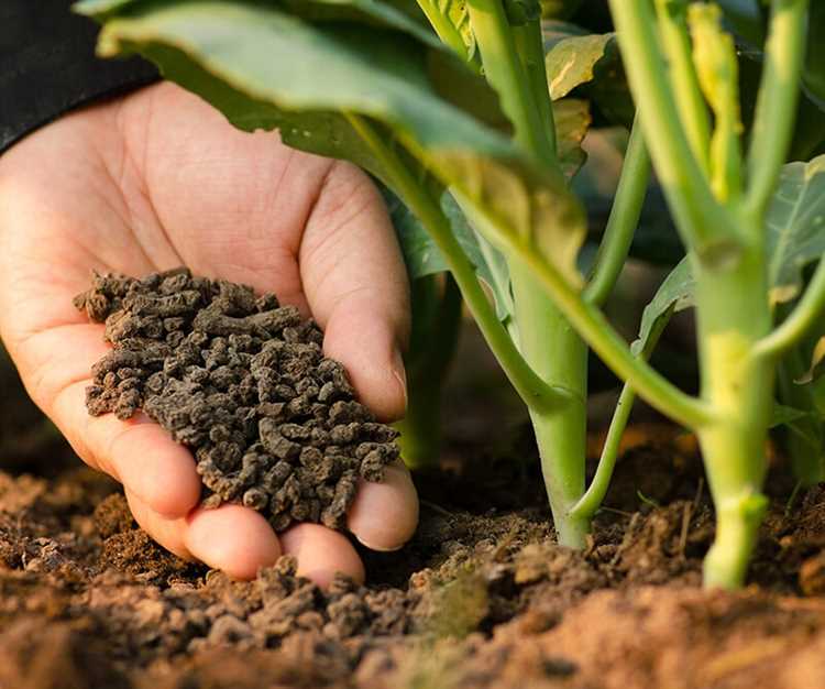 Понимание натуральных удобрений и удобрений для почвы