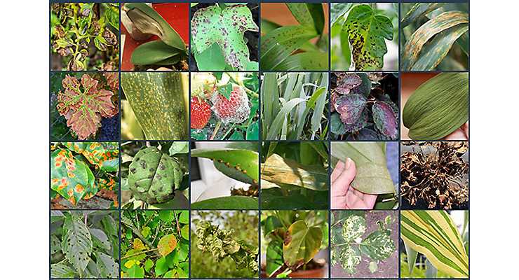 Патология растений и ее значение