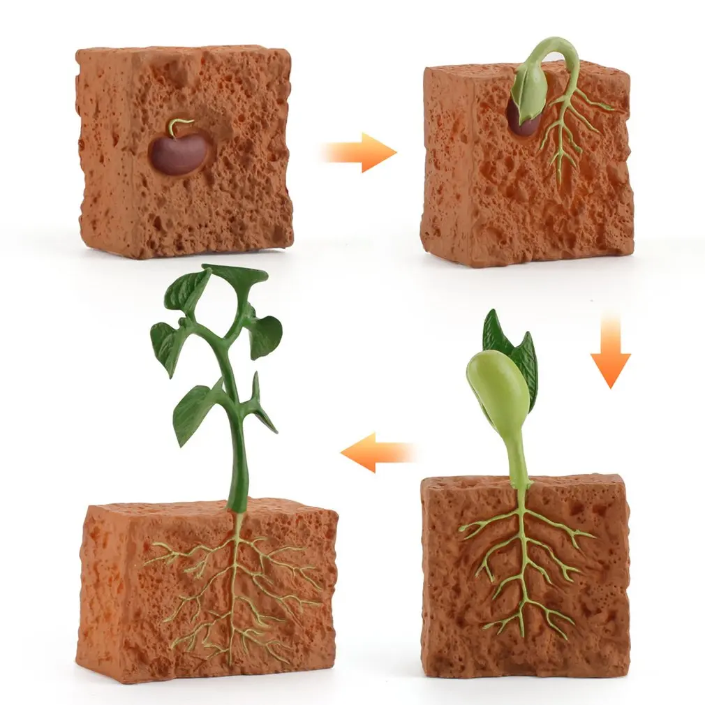 Взаимосвязь цикла роста растений с условиями окружающей среды