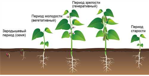 Понимание циклов роста растений.