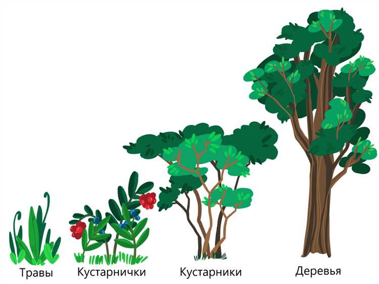 Как растения взаимодействуют друг с другом в окружающем мире