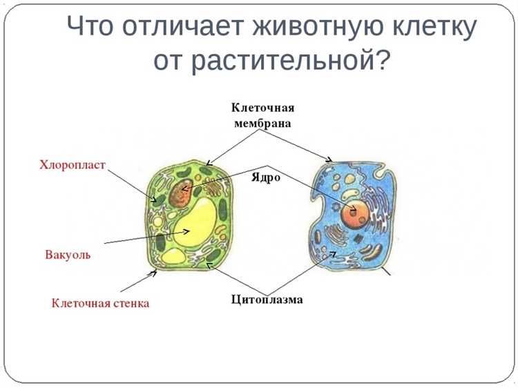 Роль хлоропластов в фотосинтезе