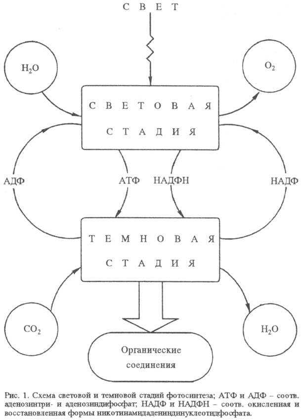 Структура и функции хлоропластов