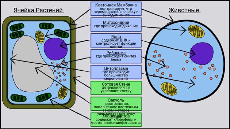 Роль хлоропластов в экологических системах