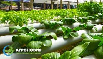 Экологическая эффективность гидропоники в сельском хозяйстве