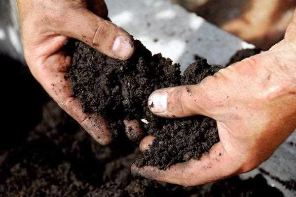 Методы повышения плодородия почвы на натуральных фермах