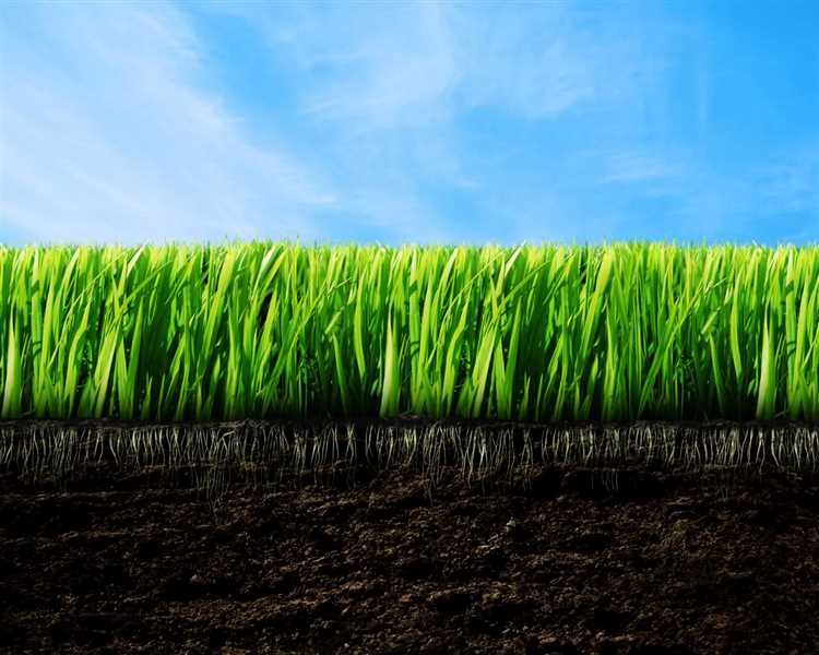 Важность плодородия почвы для успешного развития натуральных ферм