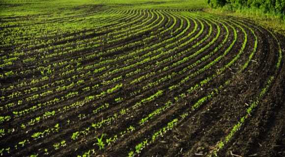 Роль плодородия почвы в натуральных фермах