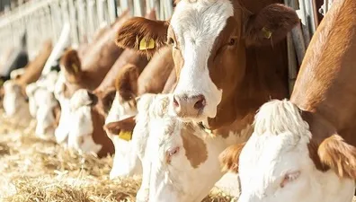 Советы по поддержанию здоровья животных на ферме