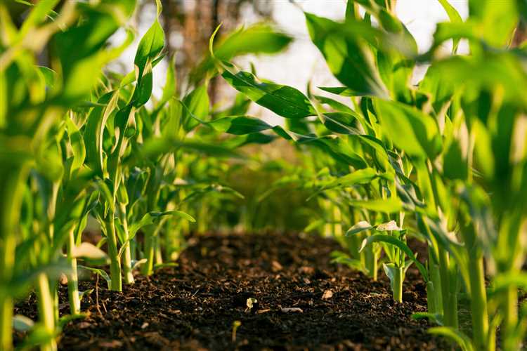 Основные принципы сохранения питательных веществ в естественном земледелии