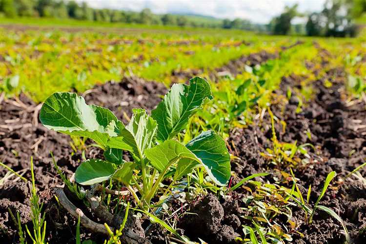 Устойчивые практики и их влияние на земледелие