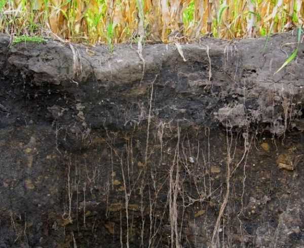 Увеличение запасов углерода в почве посредством естественного земледелия.