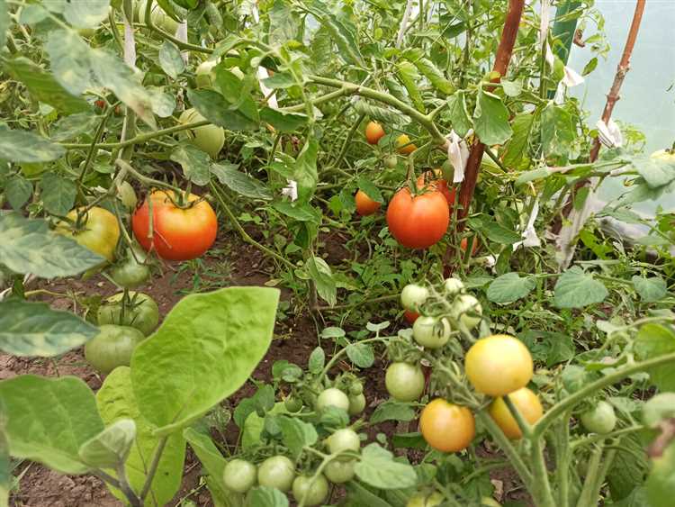Выращивание и сбор урожая для натурального земледелия.